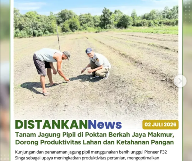 Kunjungan dan tanam jagung pipil di Kelompok Tani Berkah Jaya Makmur