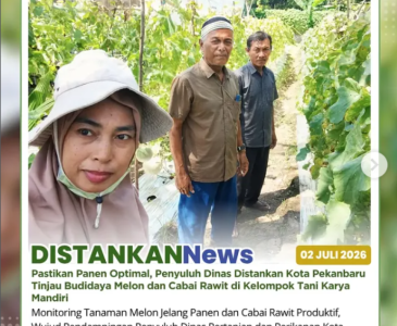 Kunjungan dan tanam jagung pipil di Kelompok Tani Berkah Jaya Makmur