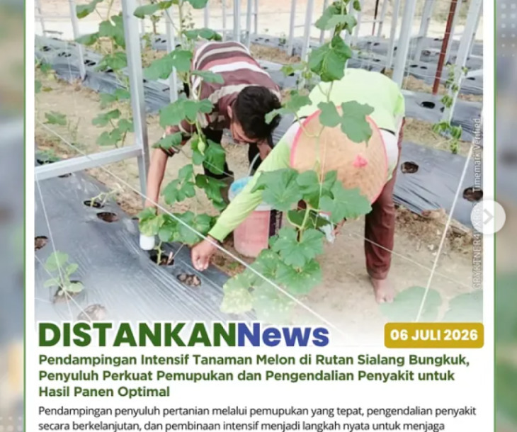 Mendampingi budidaya tanaman melon di Rutan Sialang Bungkuk