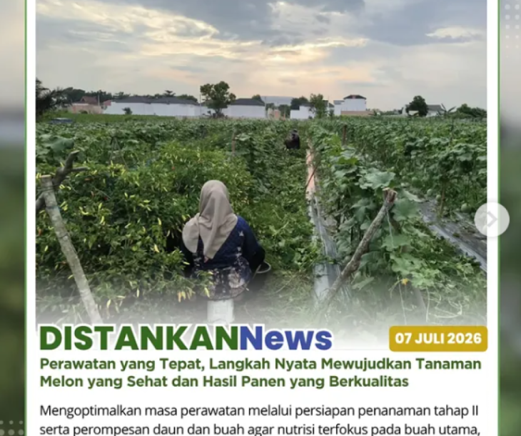Persiapan Penanaman melon tahap II