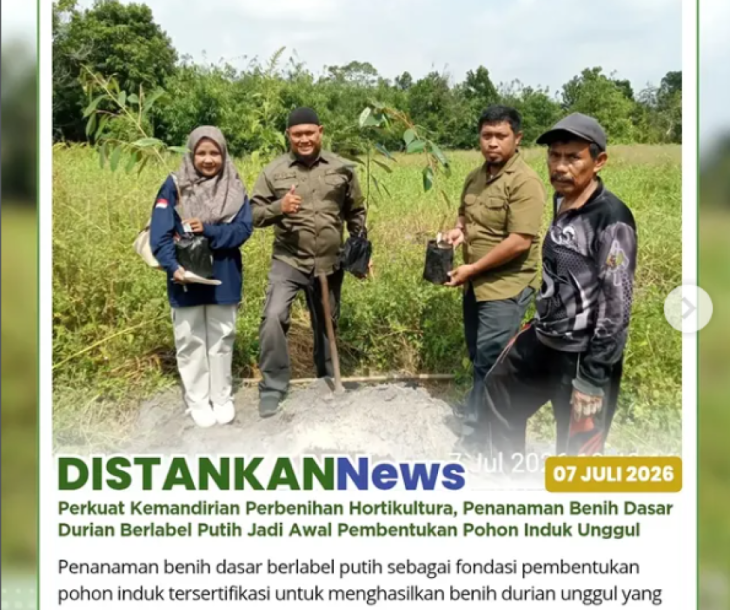 Penanaman benih durian berlabel putih (Benih Dasar) yang dipersiapkan sebagai calon pohon induk
