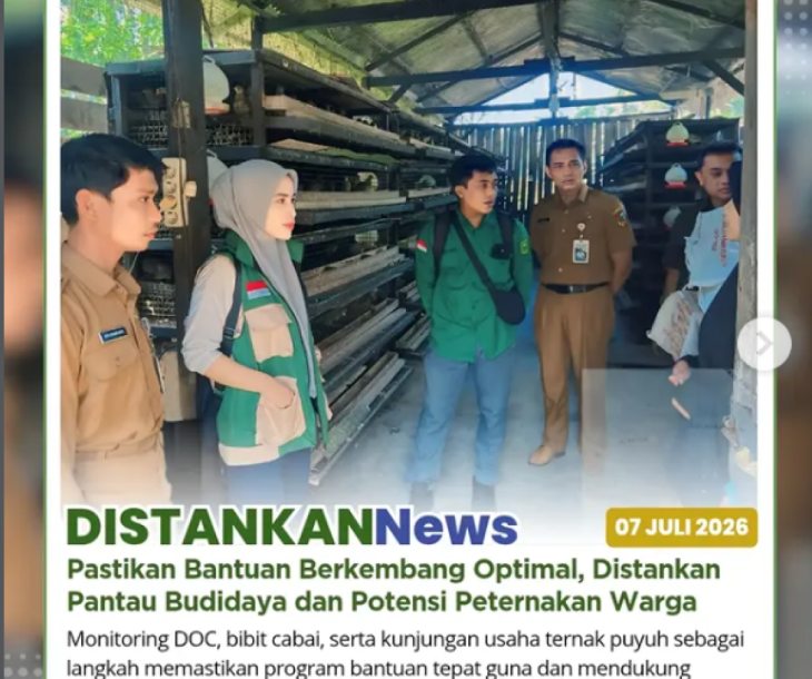Monitoring bantuan DOC (Day Old Chick) dan bibit cabai di Kelurahan Pematang Kapau