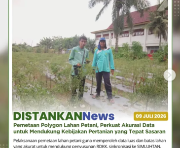 Monitoring pertumbuhan jagung pipil di Kelompok Tani Berkah Jaya Makmur