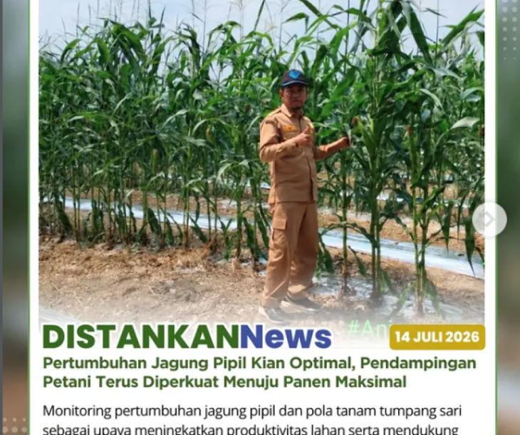 Pertumbuhan Jagung Pipil Kelompok Tani Amara Jaya