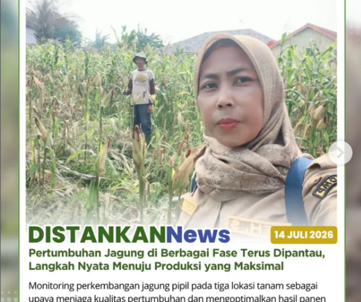 Monitoring Pertumbuhan Jagung Di Poktan Sayur Daun Lebar