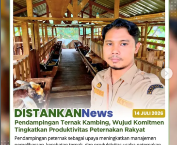 Monitoring Pertumbuhan Jagung Di Poktan Sayur Daun Lebar