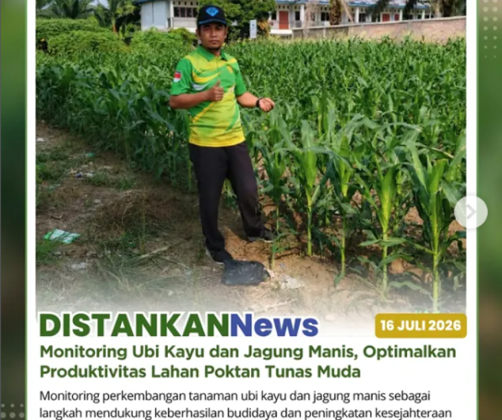 Jagung Manis Tumbuh Optimal di Lahan Poktan Tunas Muda