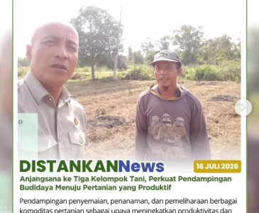 Jagung Manis Tumbuh Optimal di Lahan Poktan Tunas Muda