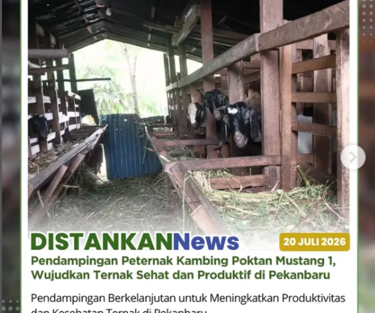 Pendampingan usaha peternakan kambing di Poktan Mustang 1
