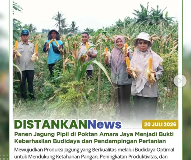 Panen Jagung Pipil Seluas 1 Hektar di Kelompok Tani Amara Jaya