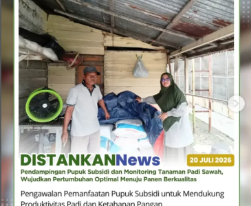 Panen Jagung Pipil Seluas 1 Hektar di Kelompok Tani Amara Jaya