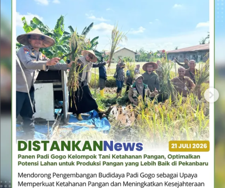 Panen Padi Gogo di Kelompok Tani Ketahanan Pangan