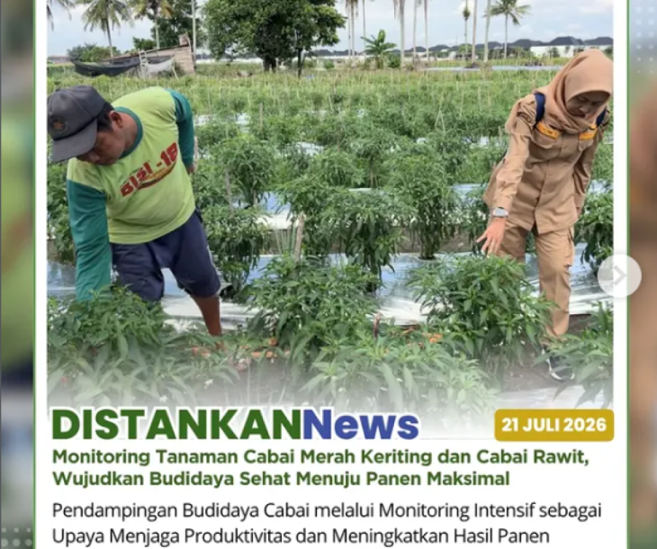 Monitoring tanaman cabai merah keriting dan cabai rawit di Kelompok Wanita Tani (KWT) Rambah Bersama