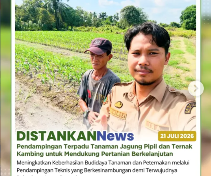 Monitoring tanaman jagung pipil berumur 15 hari di Kelompok Tani Berkah Jaya Makmur