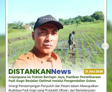 Monitoring tanaman cabai merah keriting dan cabai rawit di Kelompok Wanita Tani (KWT) Rambah Bersama