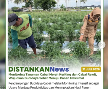 Monitoring tanaman jagung pipil berumur 15 hari di Kelompok Tani Berkah Jaya Makmur