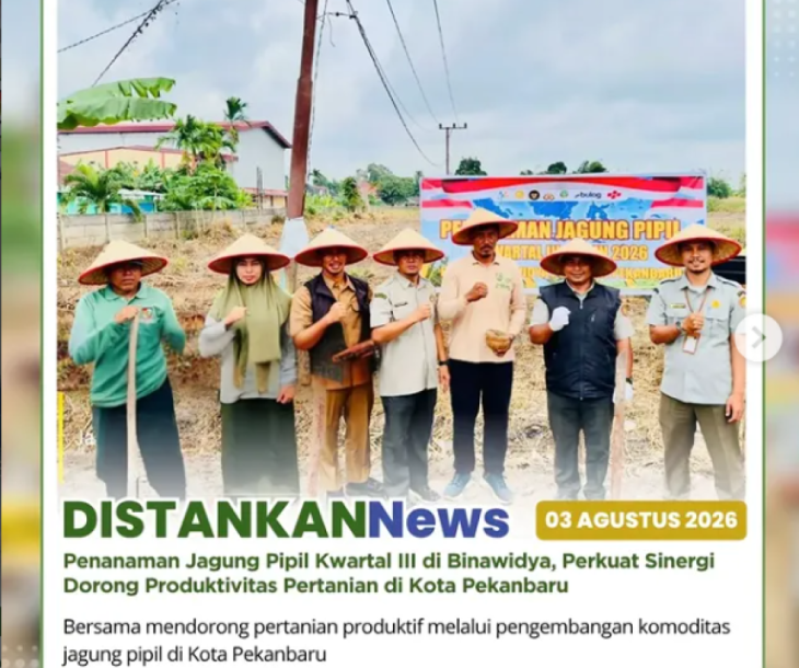 Penanaman Jagung Pipil Kwartal III seluas 2 hektare di wilayah Sidomulyo Barat