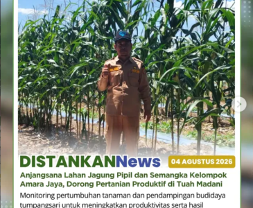 Penanaman Jagung Pipil Kwartal III seluas 2 hektare di wilayah Sidomulyo Barat