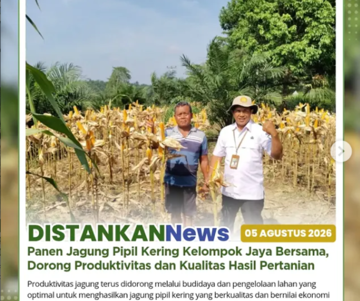 Panen jagung pipil kering dari lahan seluas 1 hektare